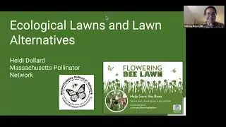 Lawn Alternatives and Eco-friendly Landscapes with Heidi Dollard of MA Pollinator Network