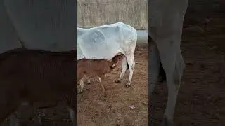 cute cow and calf 😘 #cow #gircow #calves