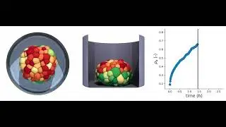 Simulation of cell aggregate self-organization