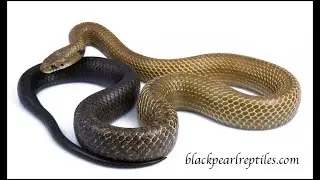 Blacktail Cribos from Black Pearl Reptiles
