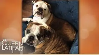 Brooklyn Decker Shares Her Dogs' Names