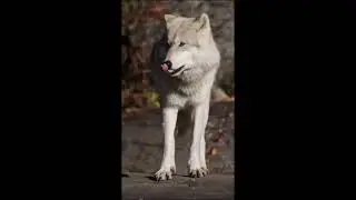 Wolves Have 42 Teeth Designed for Crushing Bone