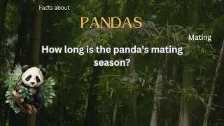 Panda Fact 13 - How long is the panda's mating season?