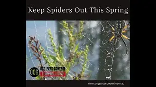 Springtime Means Spiders - OCG Pest Control