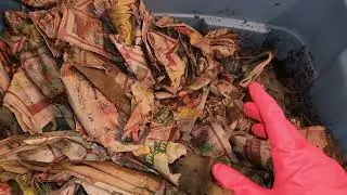Blue Worm Blue Bin Check-In, Feeding, and Partial Harvest After 42 Days 21 Jan 2026 #vermicompost