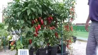 Solar Quadgrow Peppers & Tomatoes 2013