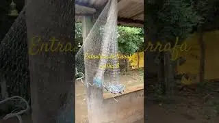 Entralhando tarrafa malha 6