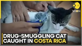 Drug-Smuggling Cat Busted In Costa Rica Prison | World News | WION