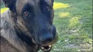犬と遊ぶ ベルジアンシェパードマリノア