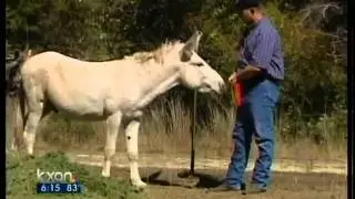 Bertram man battles 'donkey dumping' - 6 pm News