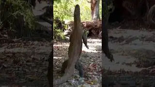 dragon trying to stand up straight?🤯 #komodo #shortvideo