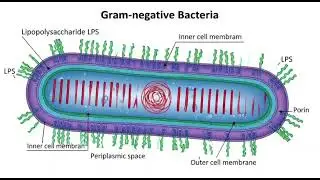 Gram positive Vs gram negative short difference 