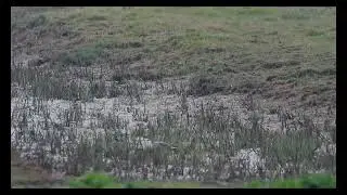 Green-winged Teal, Frampton Marsh RSPB, Lincolnshire, 21/4/25