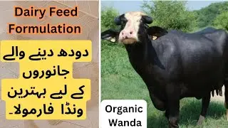 Dairy animals feed formulation | Cow and Buffaloes wanda formulation| Best cattle feed