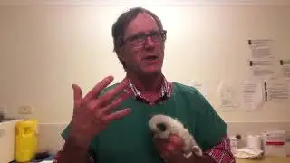 Cats with Down Syndrome