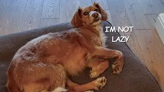 Is My Dog A Lazy Guard Dog