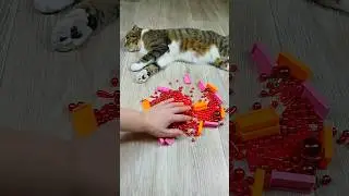 Cat Barsik ❤ Love ❤ Reverse video #reverse #cat #marblerunandmore