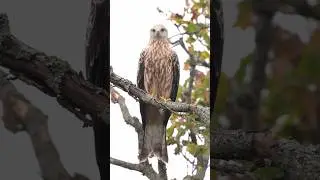Red Kite Perched Looking For Prey - Slow Motion #redkite #raptor #birdsofprey #birds #lovewildlife