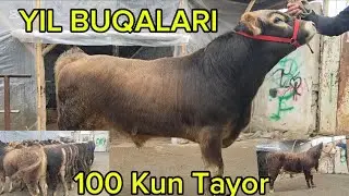 Yil Buqalar Toza Qirgʻiston Shvet Buqalar Yemga Tayor Narxlari Zur Buldi  19 01 2026