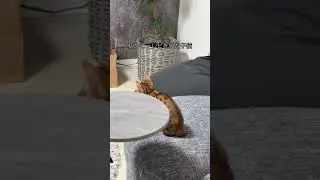 野生の厳しさを知る　#shorts#kittenshorts #ベンガル #子猫 #猫shorts #猫 #動物#猫#猫動画