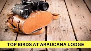 Colombia: Top Birds at Araucana Lodge 🎥 Birdwatching | Episode 1