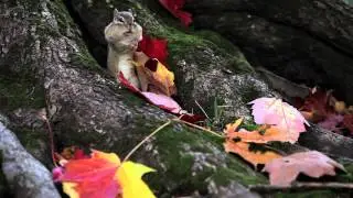 First Snow in the Woods: The Movie trailer
