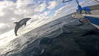 Sailing The Pacific Ocean With Dolphins | First Time Sailing Offshore