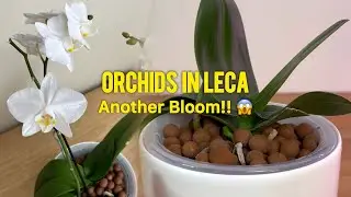 Orchids : Blooming for the second time in LECA!