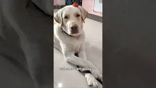 pattu raaja மாதிரியா இருக்கான் #labrador #petshub #dog #petcareprovider #dogbreed #pets