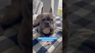 POV: you live with a frenchie. #shorts