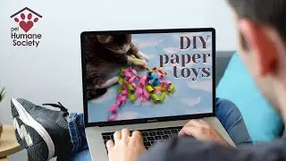 DIY Cat Toys to Donate - PEI Humane Society