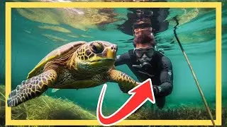 Animales Salvajes Que Pidieron Ayuda Y Bondad A La Gente
