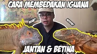 CARA MEMBEDAKAN IGUANA JANTAN DAN BETINA