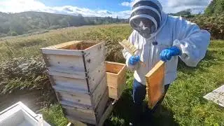 Starting Fresh: Our New Bee Yard & Honey Plans!