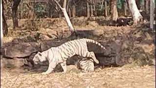 #nandanvan #riddhisinghkuhu  #jangalsafari #whitetiger 
