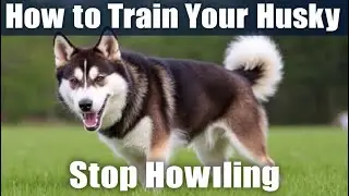 How to Train Your Husky to Stop Howling: Effective Training Tips & Techniques