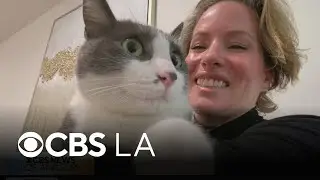 Cat and owner reunite 10 months after Palisades Fire