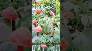lots of Lantern Hibiscus in Little Pot#shorts #rooftopgarden #terracegarden