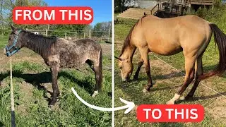 From Starved & Terrified to Thriving: Phoenix’s Incredible Rescue Transformation