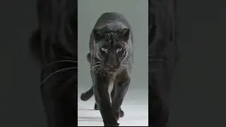 Black Panther Walk #wildlife #shorts #animals