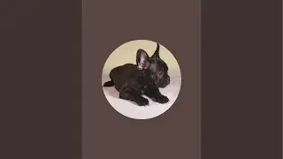 Lola The French Bulldog 🐶 is live! At the vet