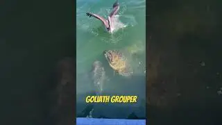HUGE Goliath Grouper slurps up Mahi carcass!!