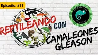 Reptileando 11 - Camaleones Gleason