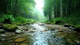 8 Hours of Zen Stream – Stay Focused, Stay Calm
