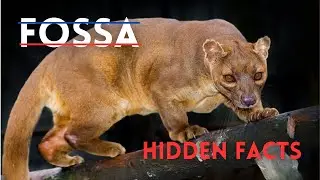The Lumer Eater | Facts about Fossa | AHR Secret Facts