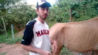 Como saber quando sua &eacute;gua esta perto de parir