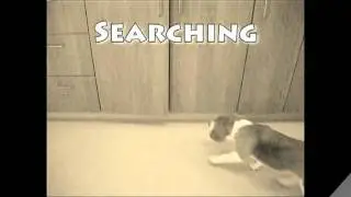 Dr. Wigal's winning video from NAVC 2010!