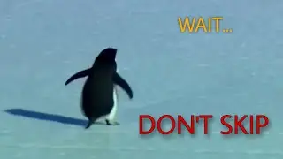 Iss Penguin Ko Last Tak Dekho... Sach End Mein Pata Chalega ( Don't Skip ) @The_K.Suryansh 