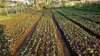 kebun sawi/cesim usia 1hst.