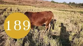 997 tips for catching fish in the river 189-@user-zz1fk7jn5j